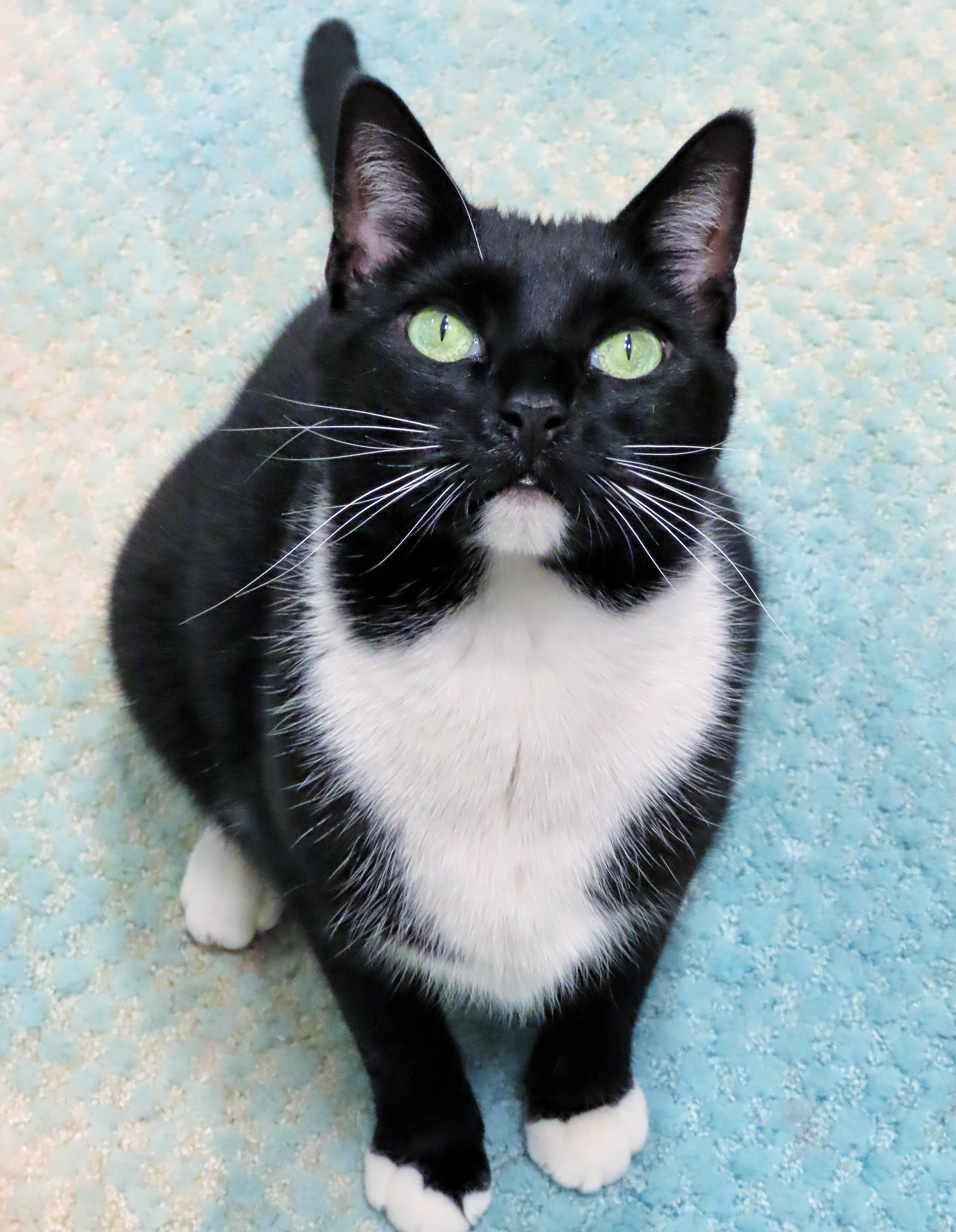 0-263 Simba, a Adoptable mixed breed in Amityville, NY image 3/6