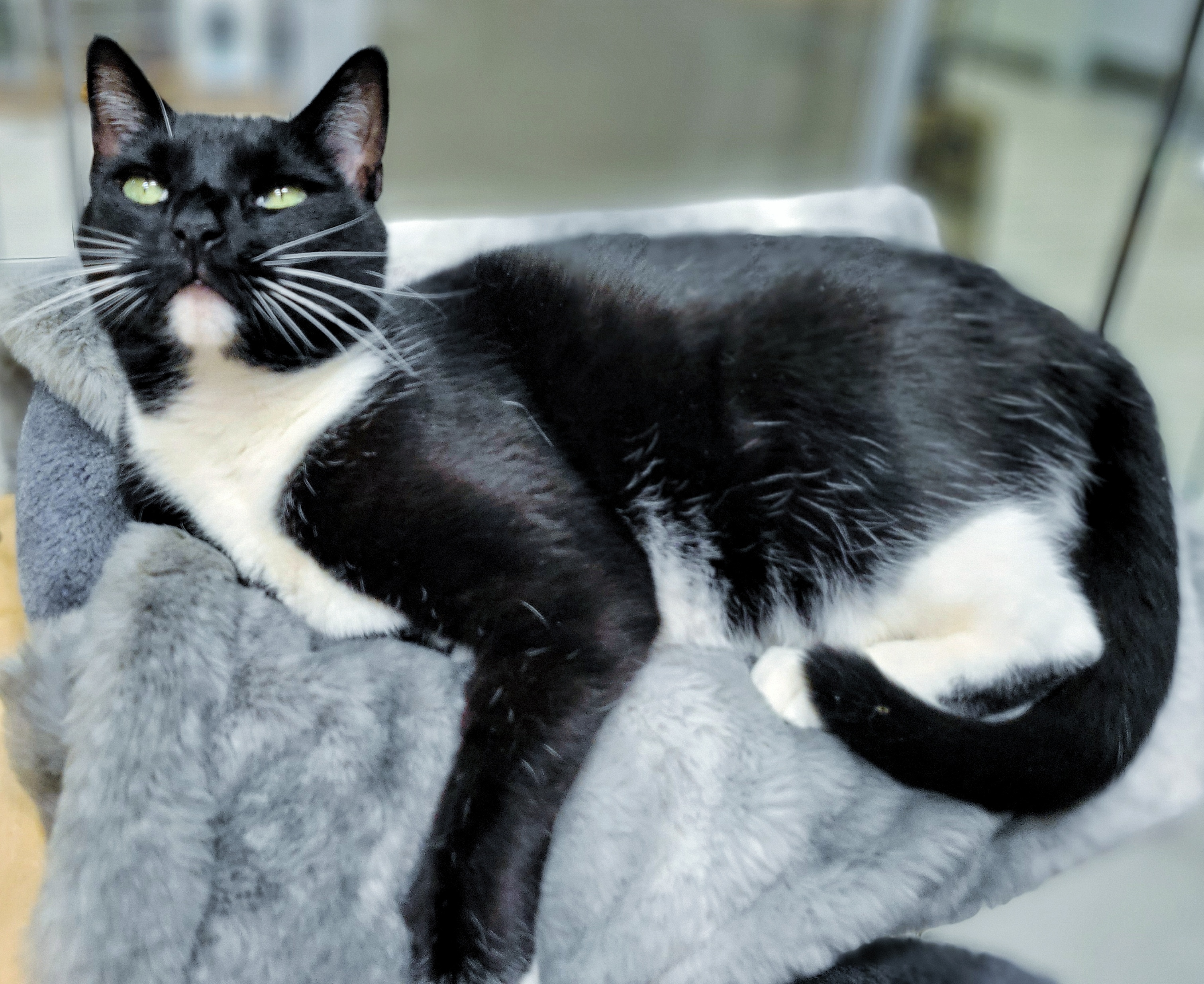 0-263 Simba, a Adoptable mixed breed in Amityville, NY image 4/6