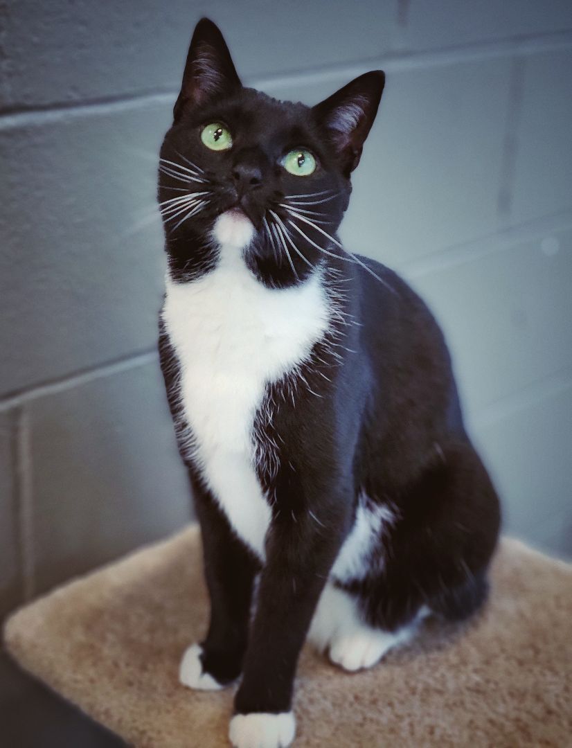 0-263 Simba, a Adoptable mixed breed in Amityville, NY image 5/6