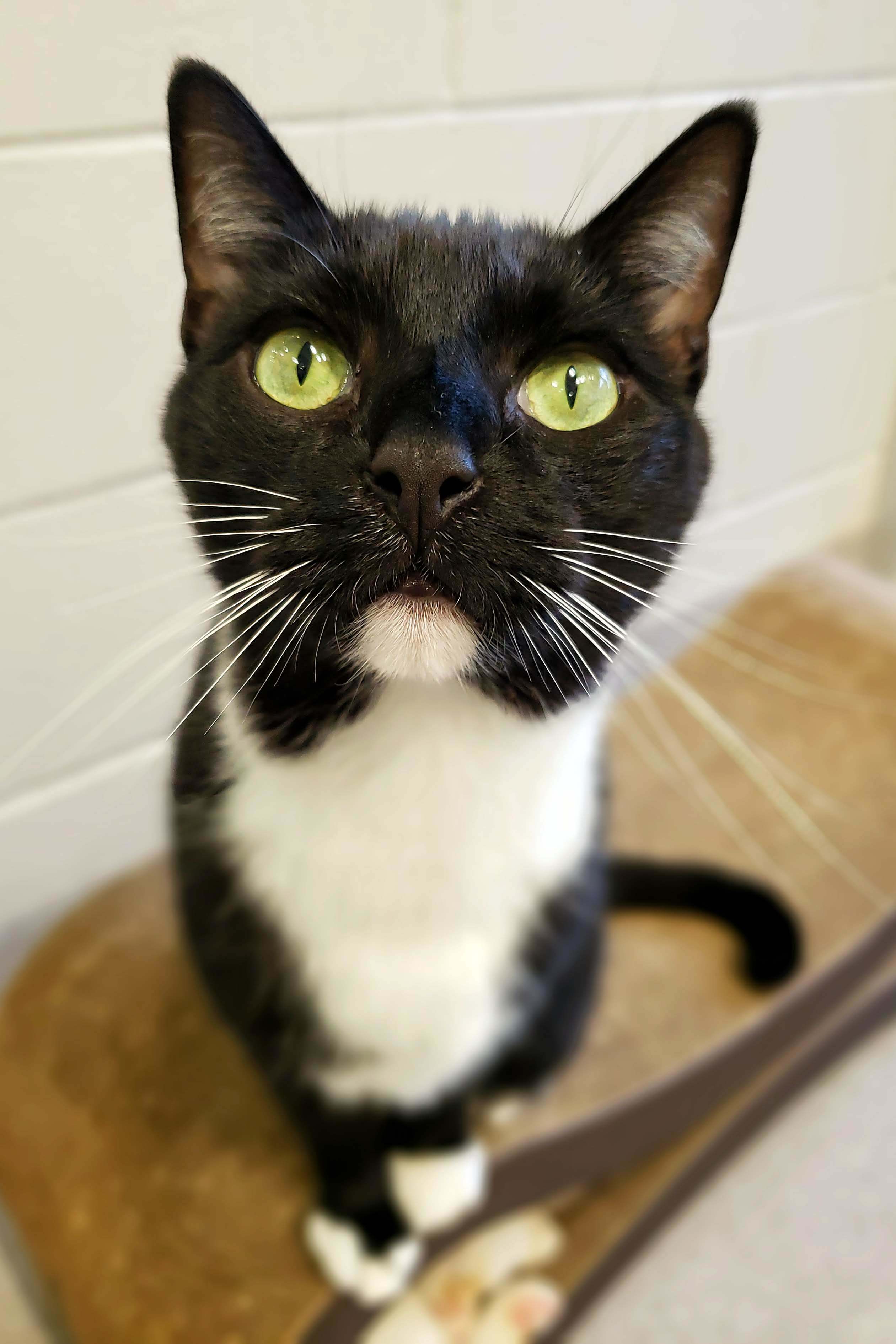 0-263 Simba, a Adoptable mixed breed in Amityville, NY image 6/6