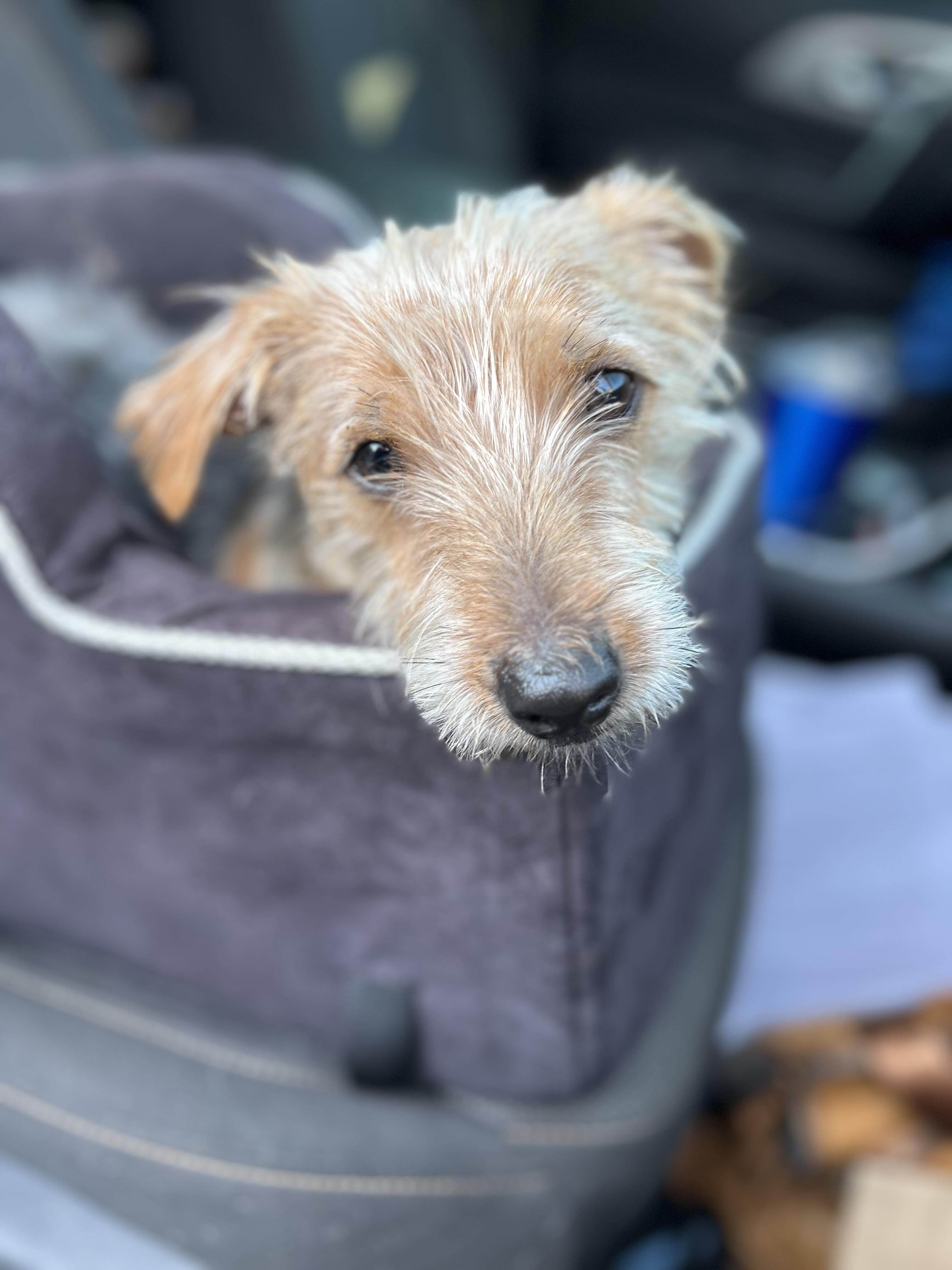 Cooper
