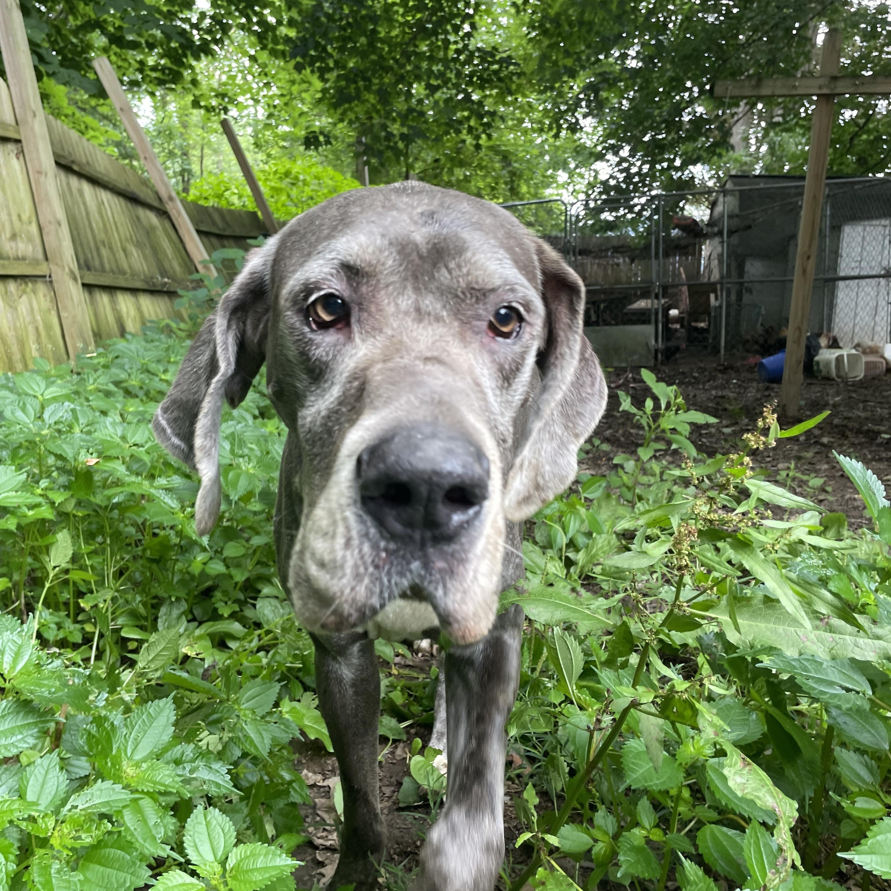 Enlarge Ava, a Adopted Great Dane in New Castle, PA image 5/5