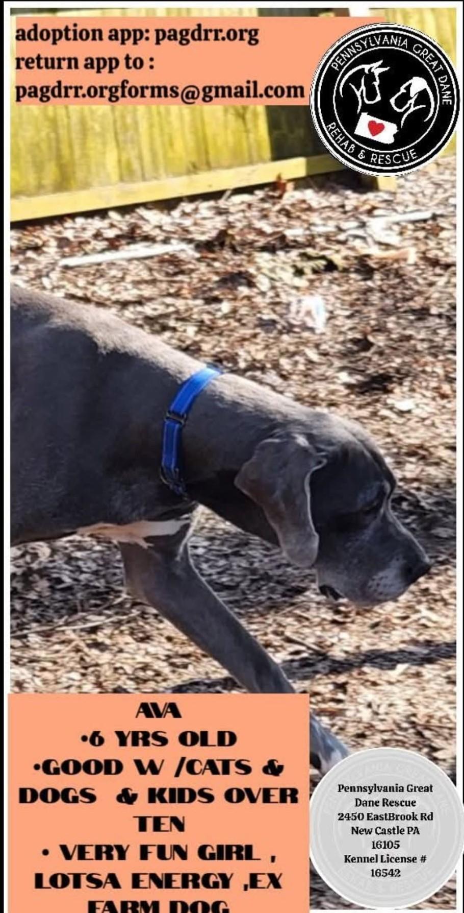 Enlarge Ava, a Adopted Great Dane in New Castle, PA image 4/5