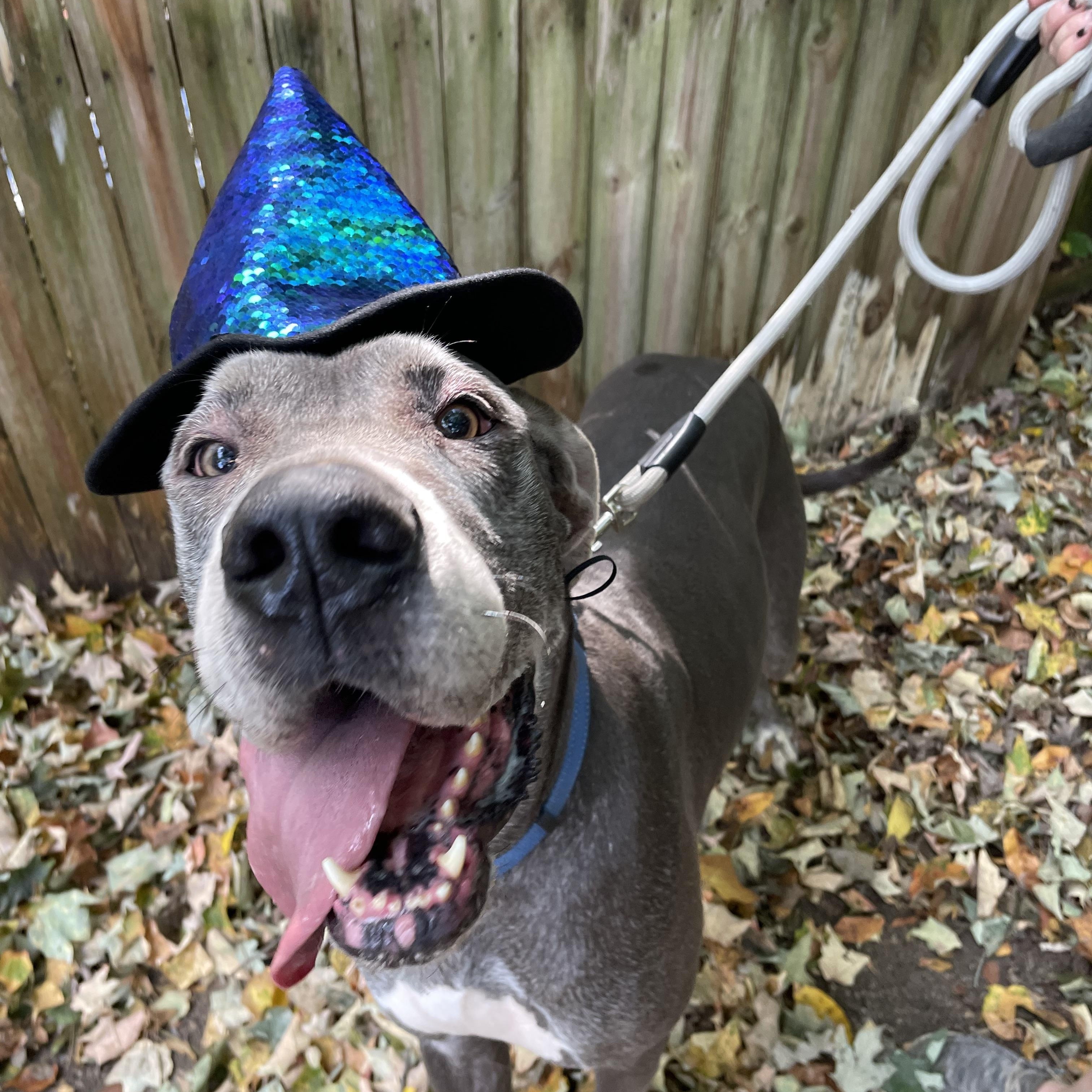 Enlarge Ava, a Adopted Great Dane in New Castle, PA image 2/5