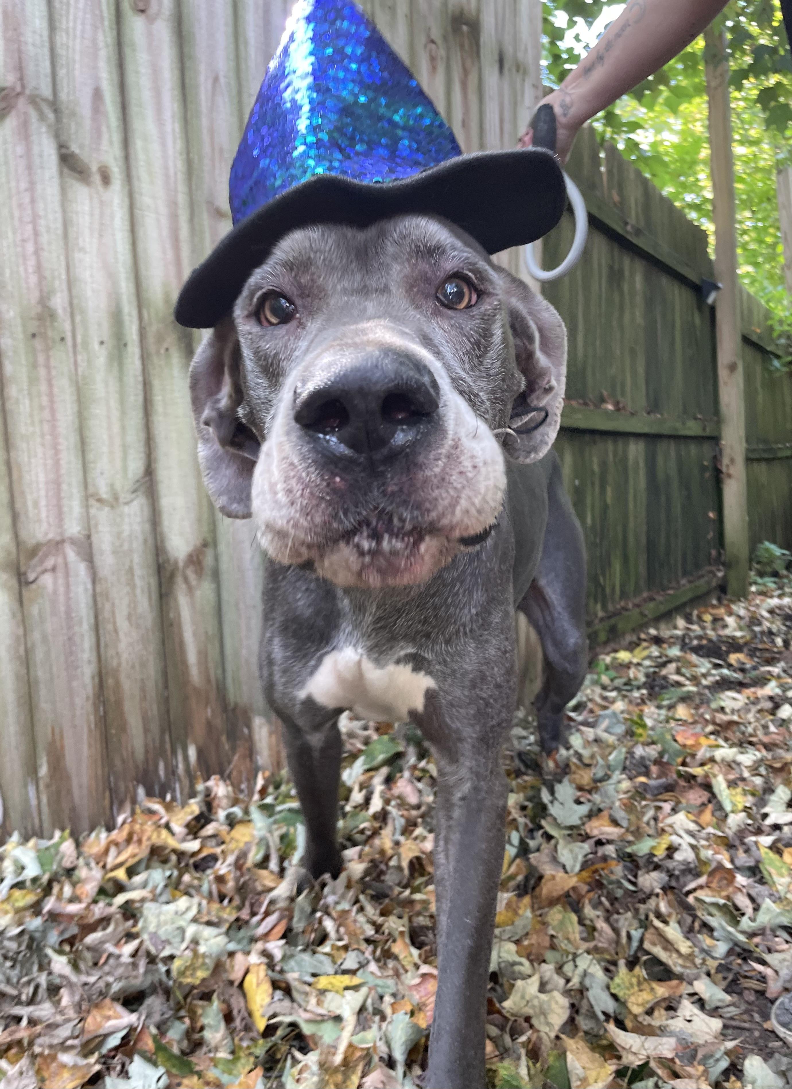 Enlarge Ava, a Adopted Great Dane in New Castle, PA image 3/5