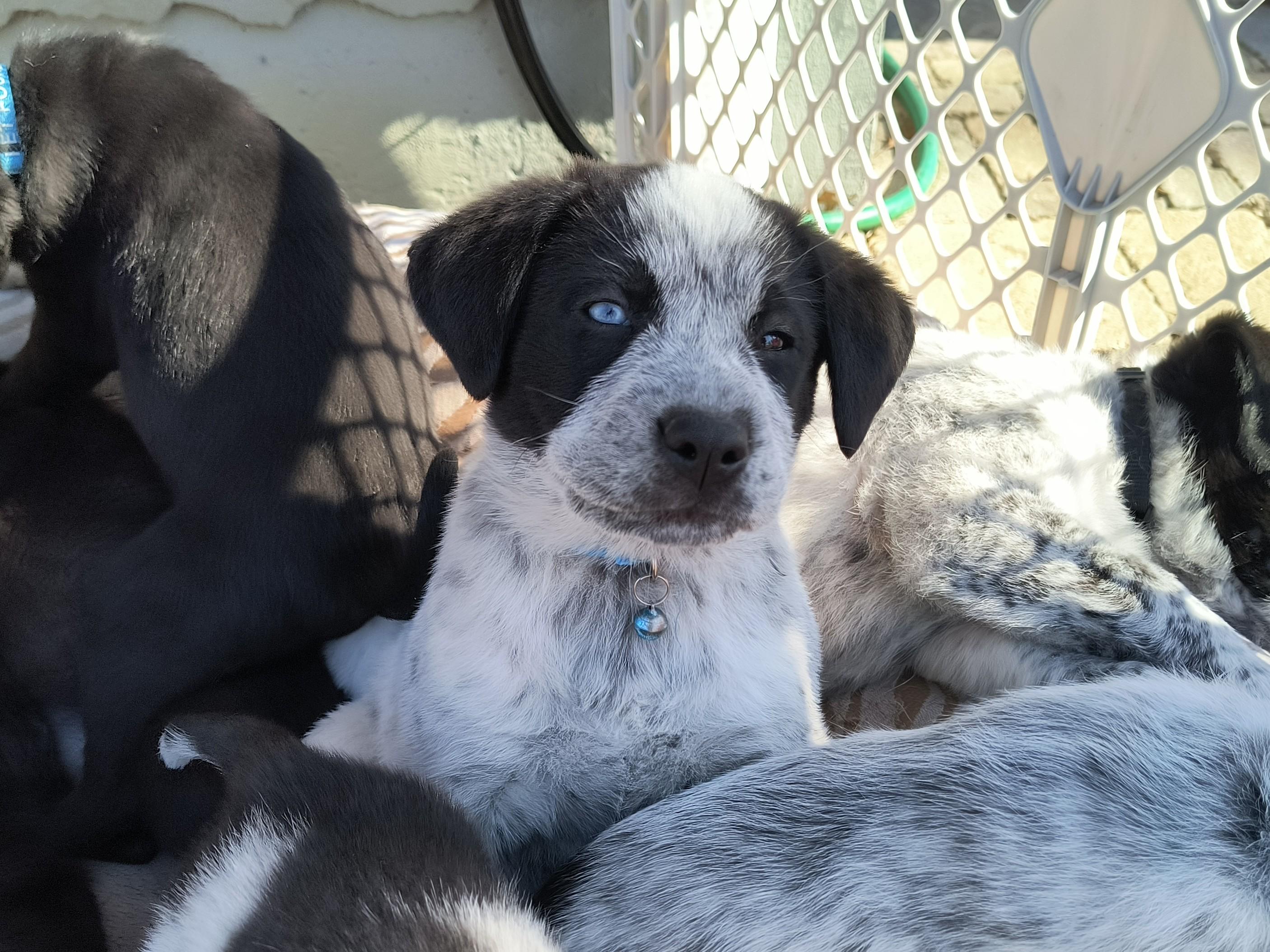 Layla, adopted, Puppy Female Border Collie.
