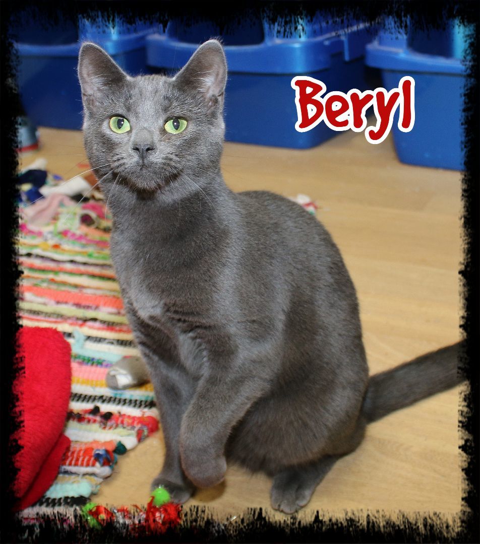 Beryl, an adopted Domestic Short Hair in Shippenville, PA_image-1