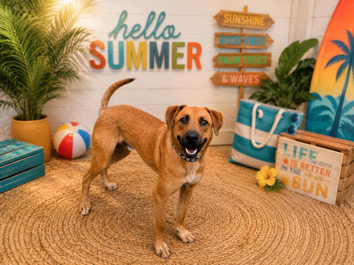 Tucker, Adoptable, Adult Male Shepherd & Black Mouth Cur.