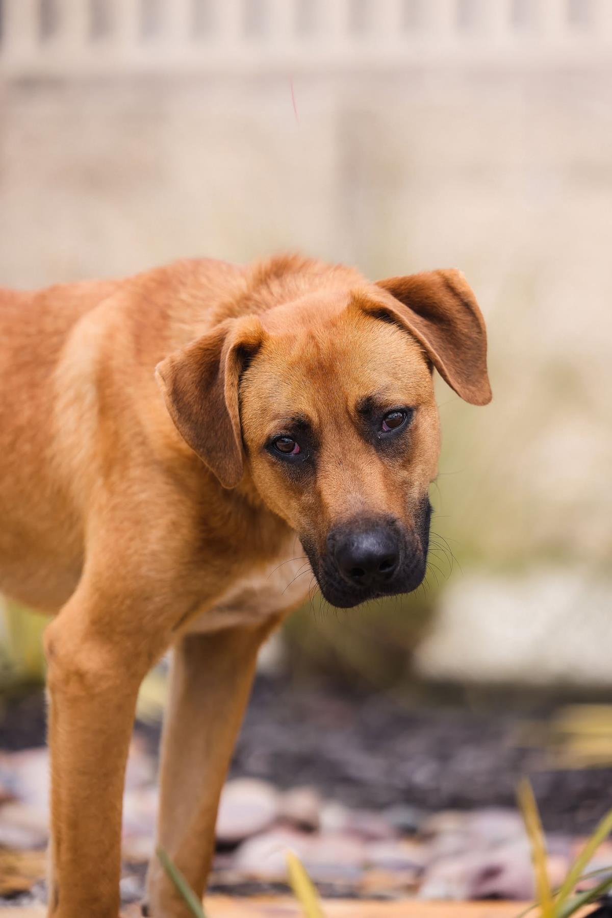 Tucker, a Adoptable mixed breed in Rockwall, TX image 2/3