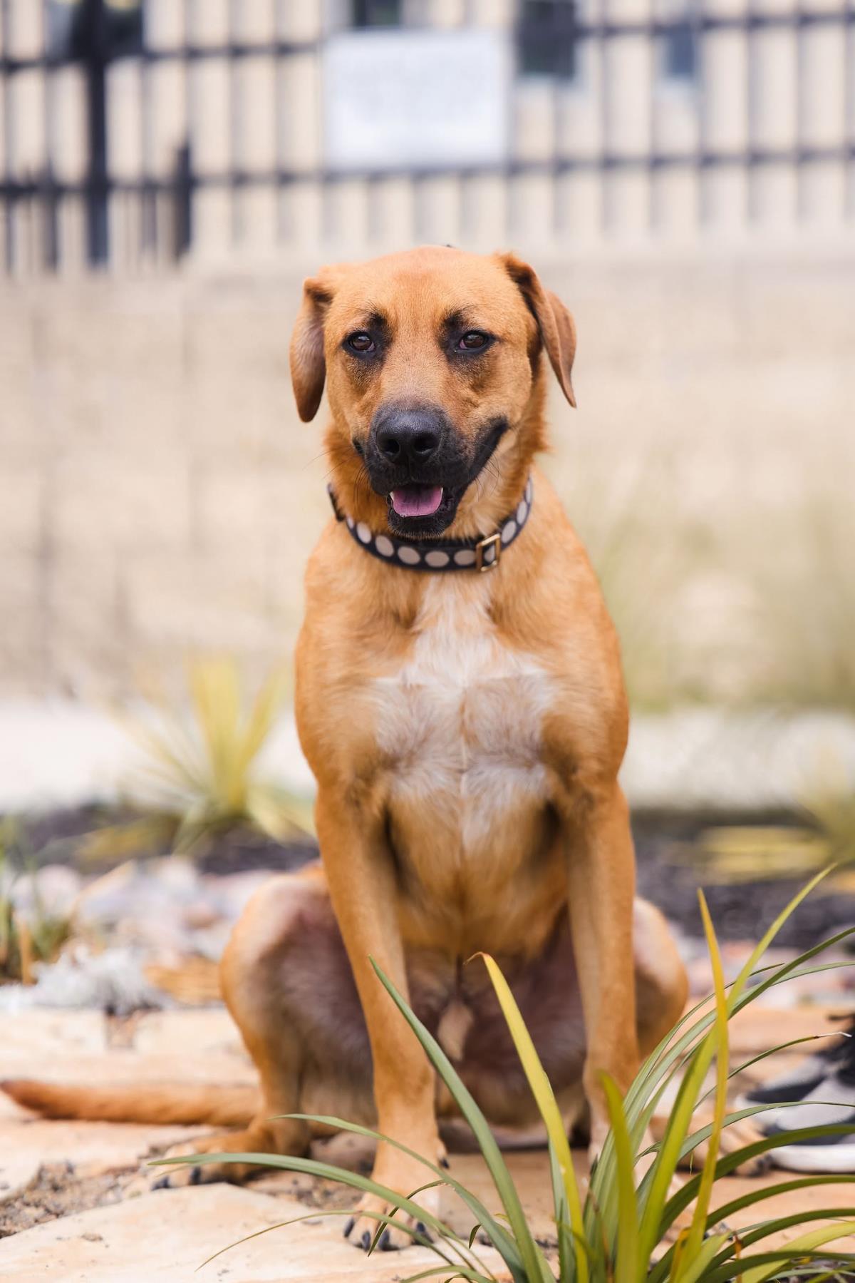 Tucker, a Adoptable mixed breed in Rockwall, TX image 3/3