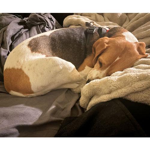 Enlarge Cori, a Adoptable Beagle in Wadsworth, IL image 2/5