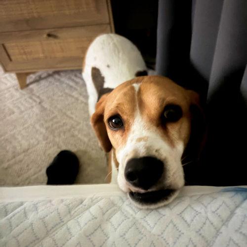 Enlarge Cori, a Adoptable Beagle in Wadsworth, IL image 5/5
