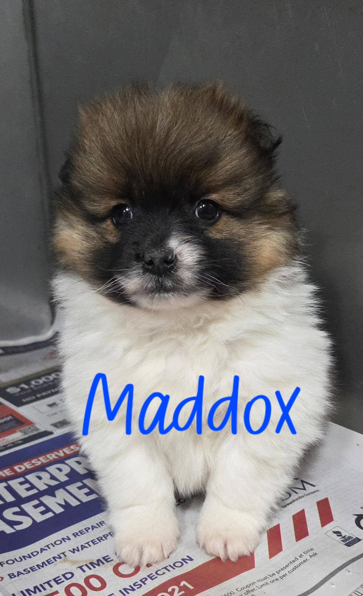 Enlarge Maddox, a ADOPTABLE mixed breed in Kimball, MI image 1/1