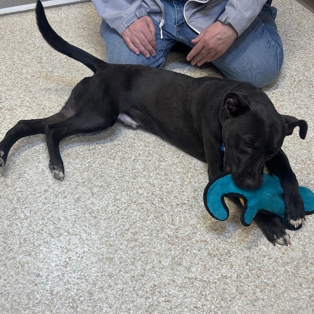 Hemi — thumbnail 3