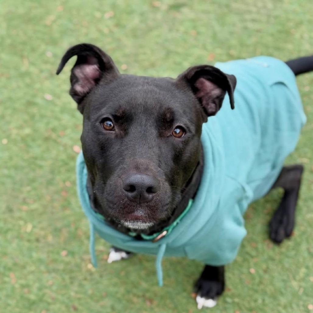 Hemi — thumbnail 5