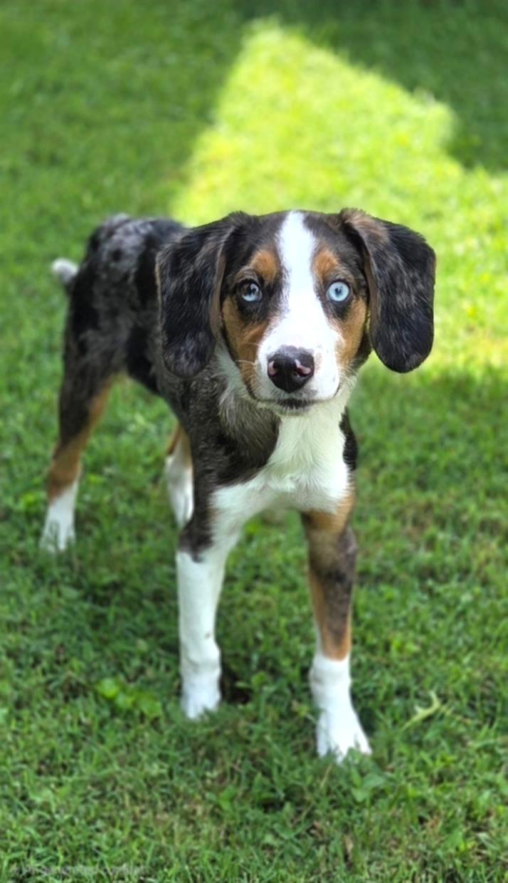 Enlarge Scout, a ADOPTABLE mixed breed in Bridgeton, MO image 5/6