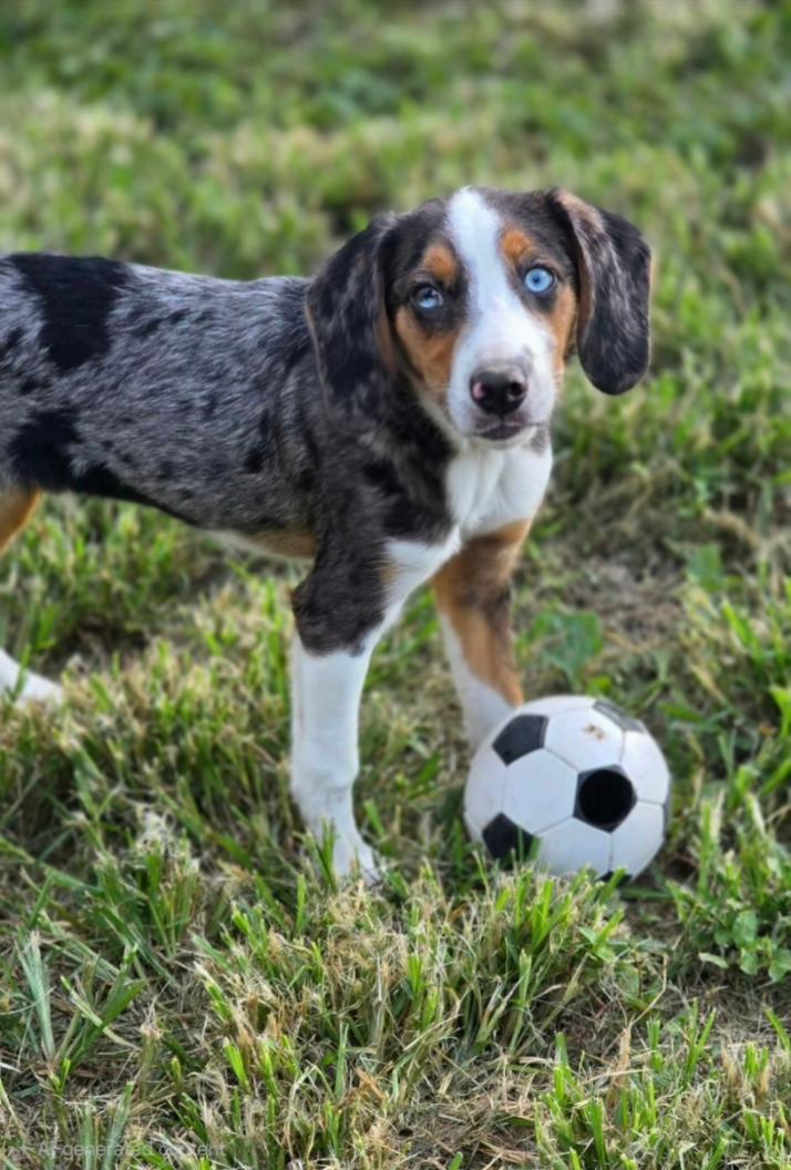 Enlarge Scout, a ADOPTABLE mixed breed in Bridgeton, MO image 6/6