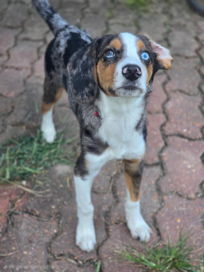 Enlarge Scout, a ADOPTABLE mixed breed in Bridgeton, MO image 3/6