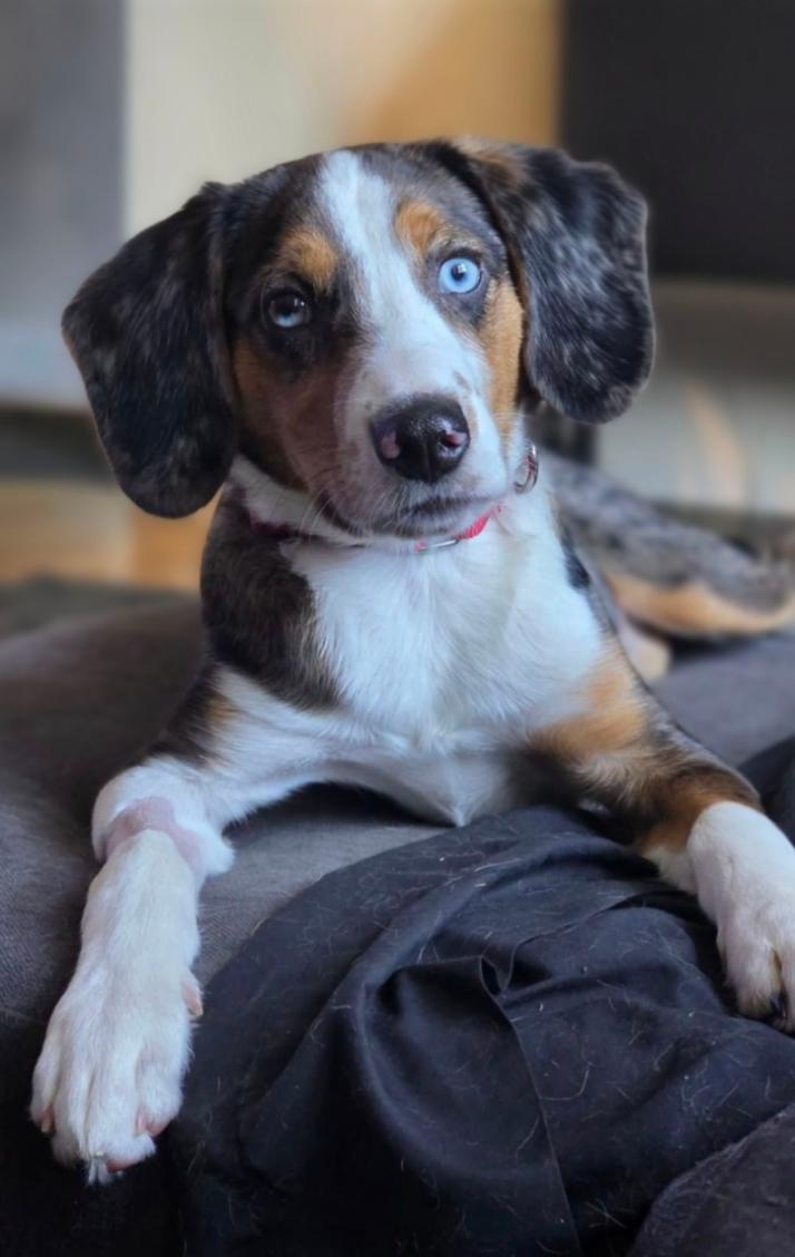 Scout, ADOPTABLE, Young Male Beagle & Australian Shepherd.