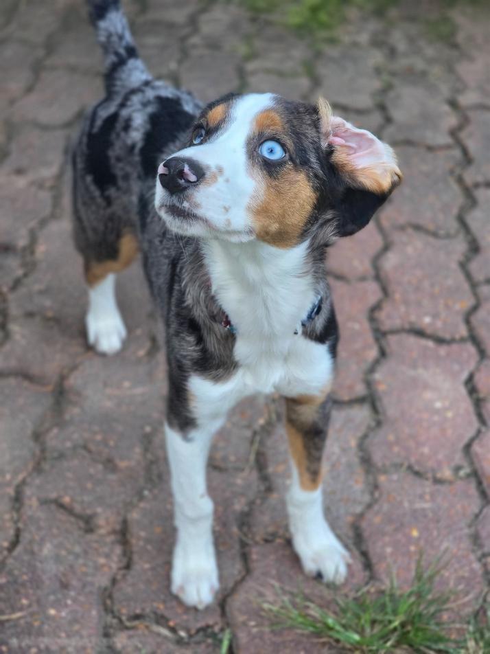 Enlarge Scout, a ADOPTABLE mixed breed in Bridgeton, MO image 4/6