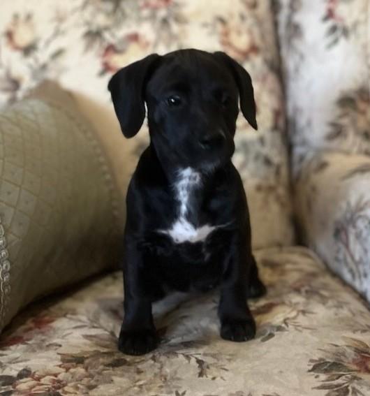 Enlarge Alora, a Adopted mixed breed in Flower Mound, TX image 1/3