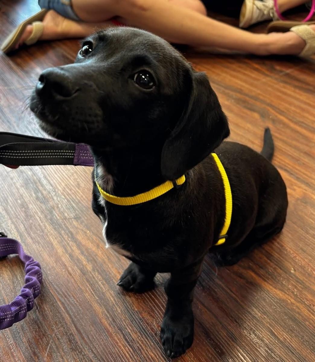 Enlarge Alora, a Adopted mixed breed in Flower Mound, TX image 3/3