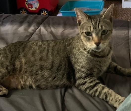 Enlarge Willow, a Adoptable Domestic Short Hair in west Warwick, RI image 1/3