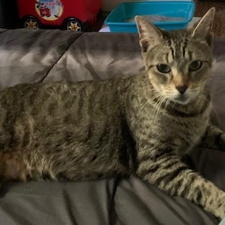 Enlarge Willow, a Adoptable Domestic Short Hair in west Warwick, RI image 3/3