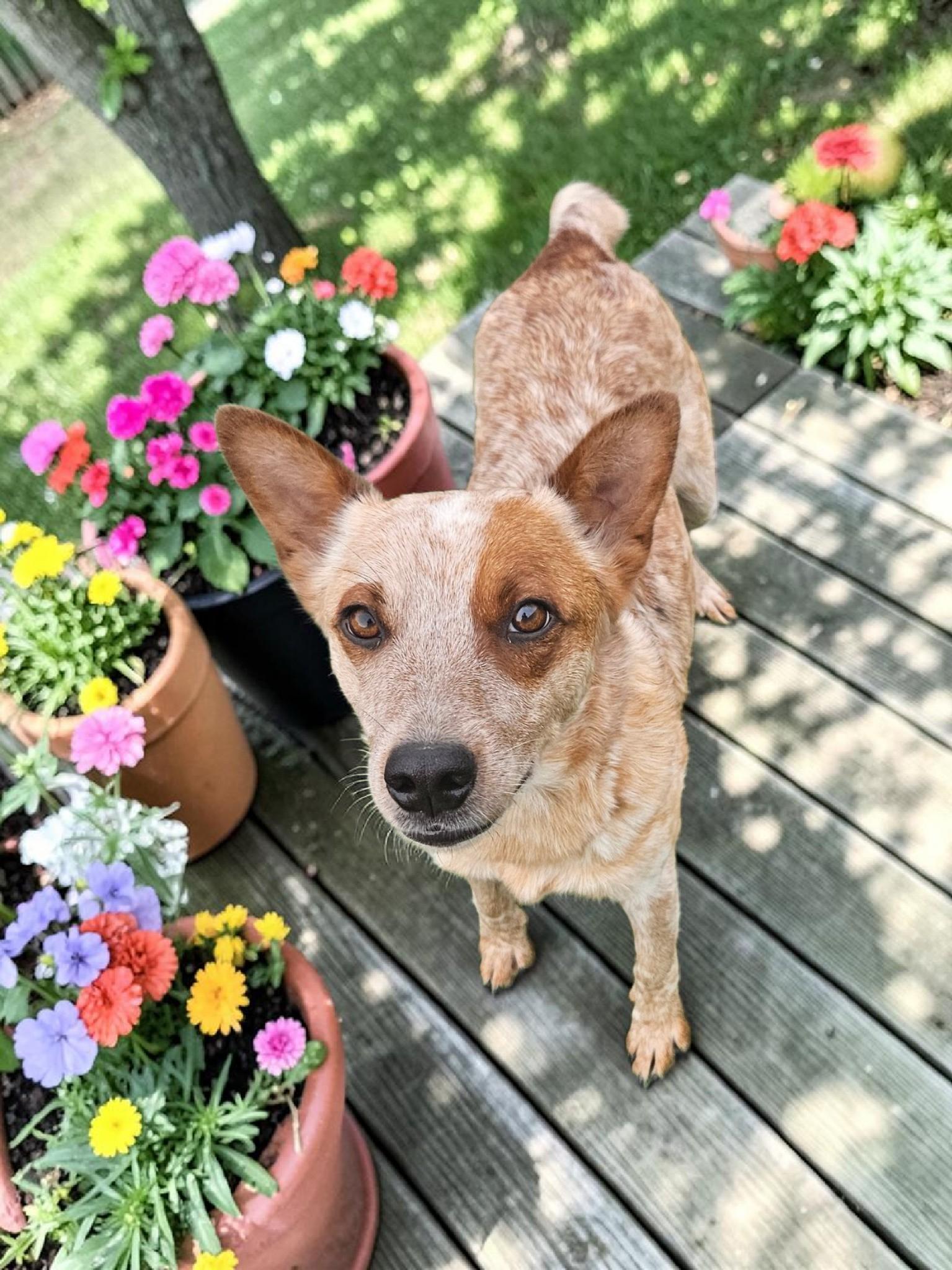 Enlarge Jackie, a Adoptable Australian Cattle Dog / Blue Heeler in McKinney, TX image 2/3