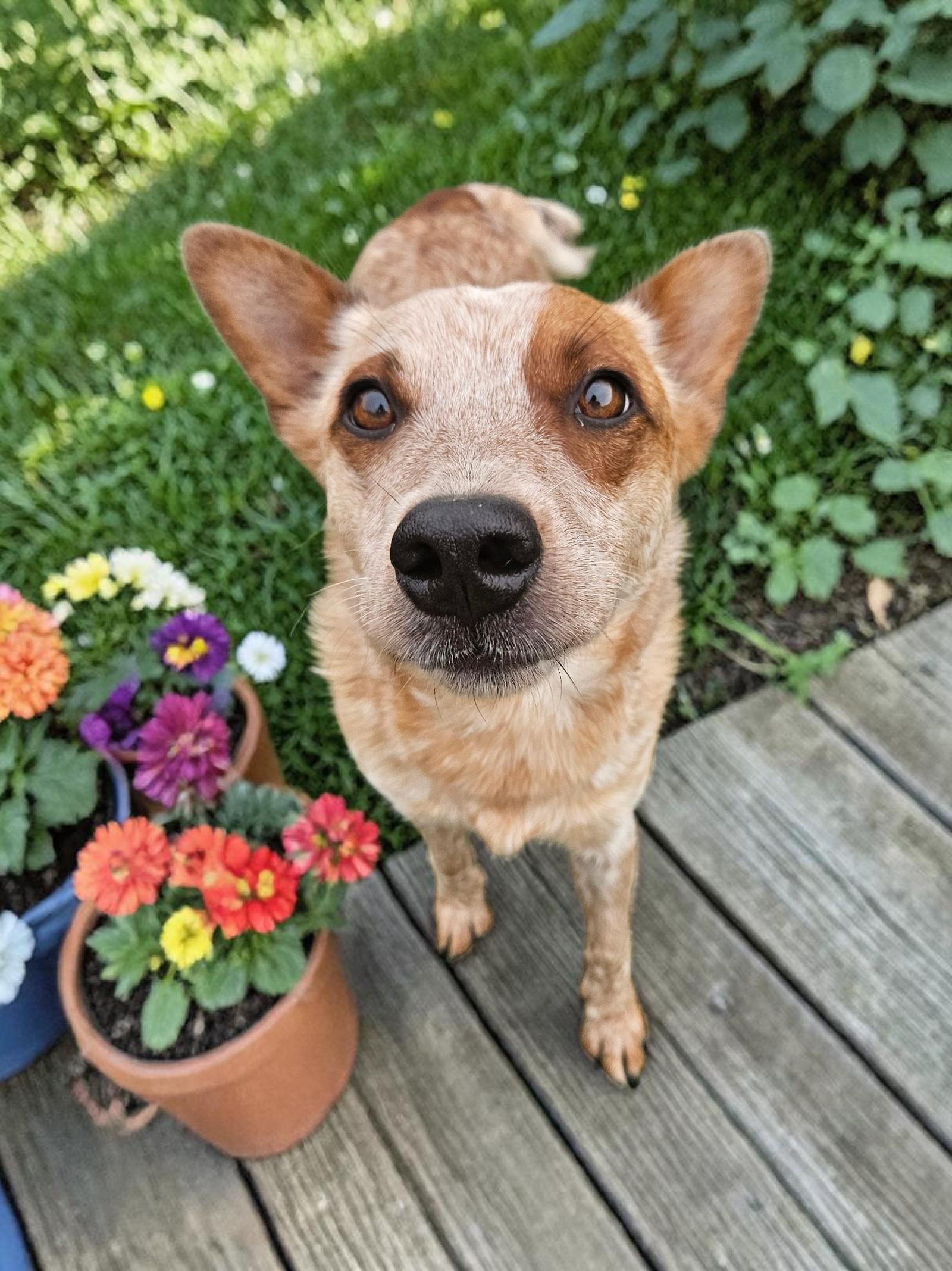 Enlarge Jackie, a Adoptable Australian Cattle Dog / Blue Heeler in McKinney, TX image 3/3