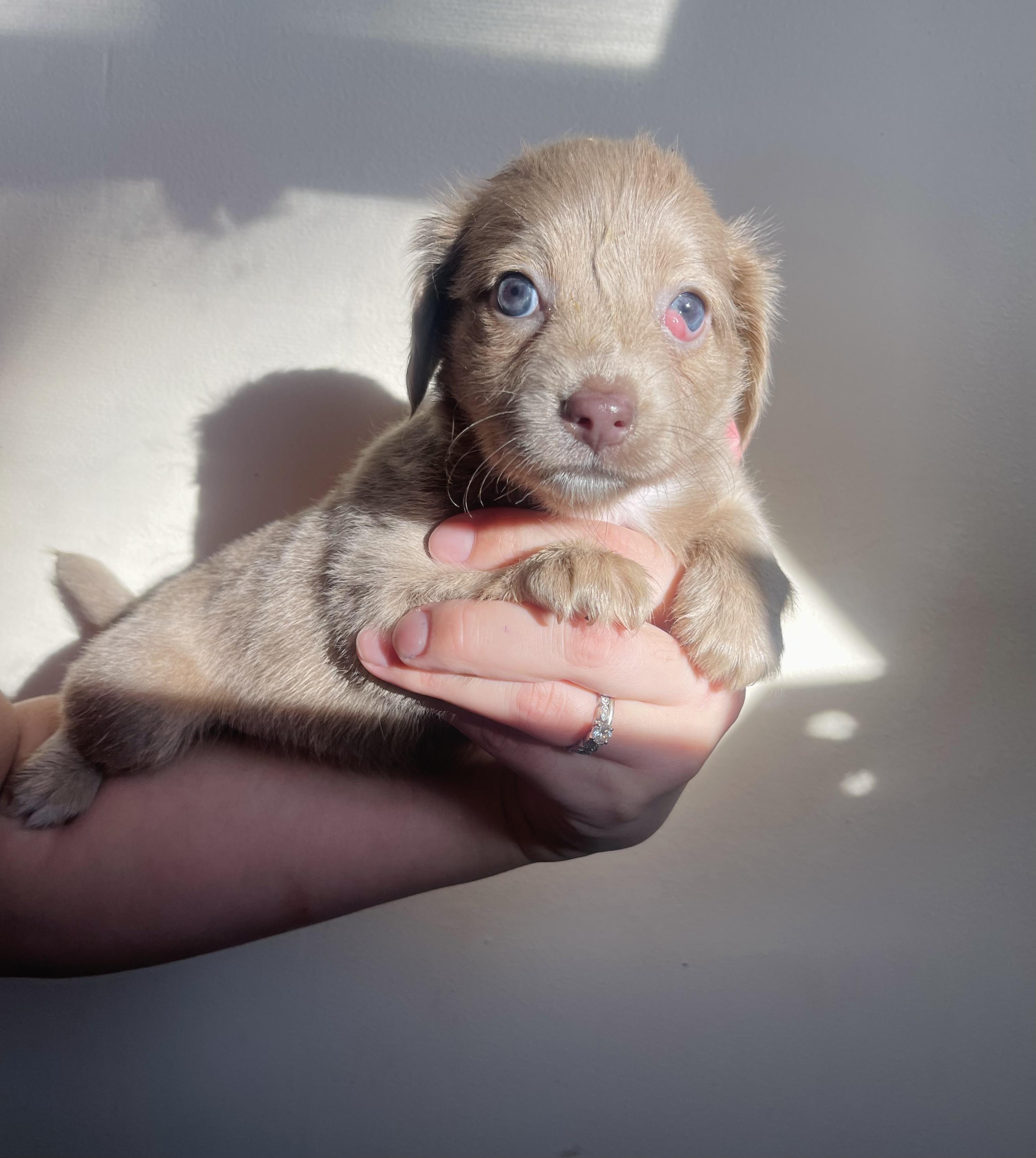 Phoebe, ADOPTABLE, Puppy Female Dachshund (Miniature Long Haired) & Dachshund.