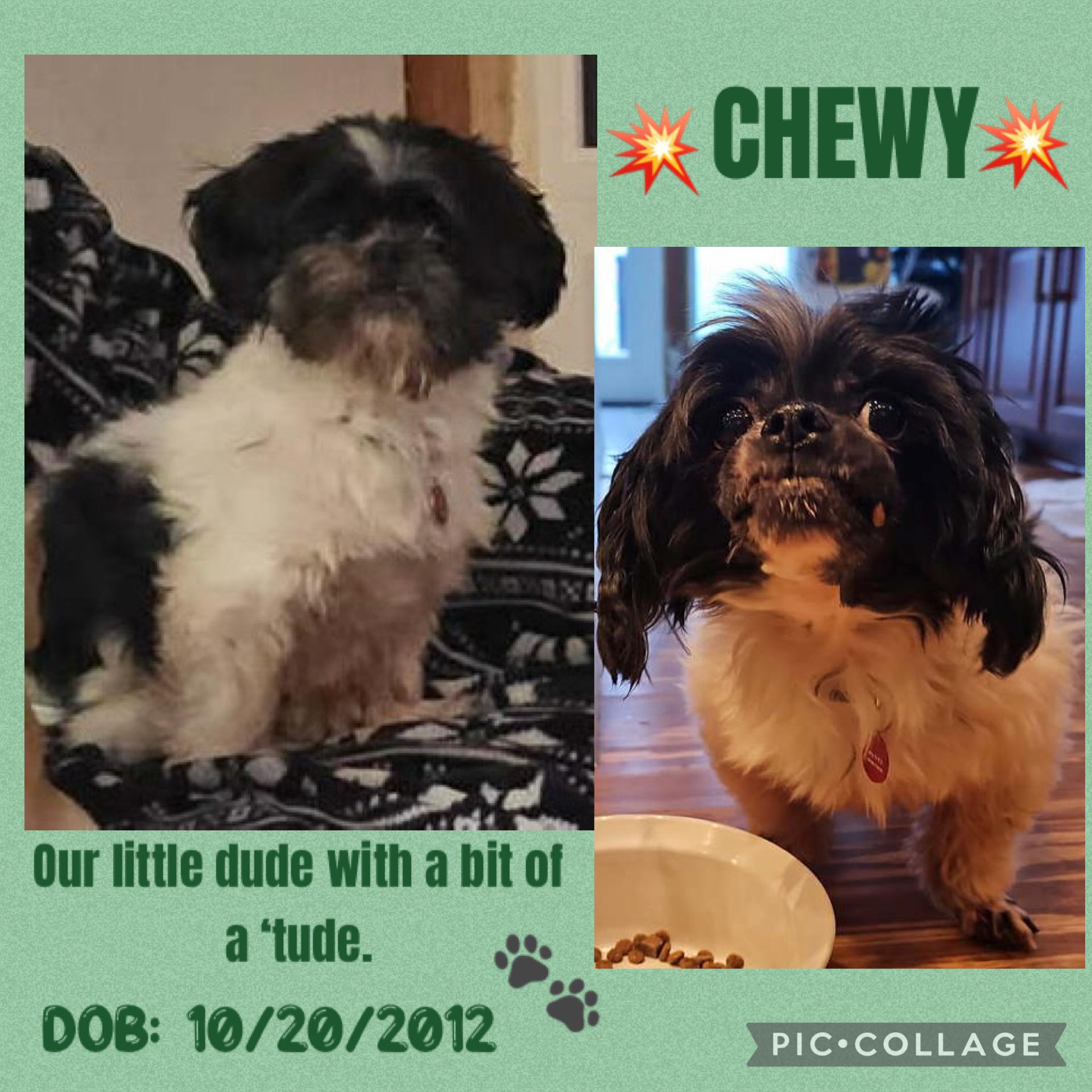 Chewy, ADOPTABLE, Senior Male Lhasa Apso & Shih Tzu.