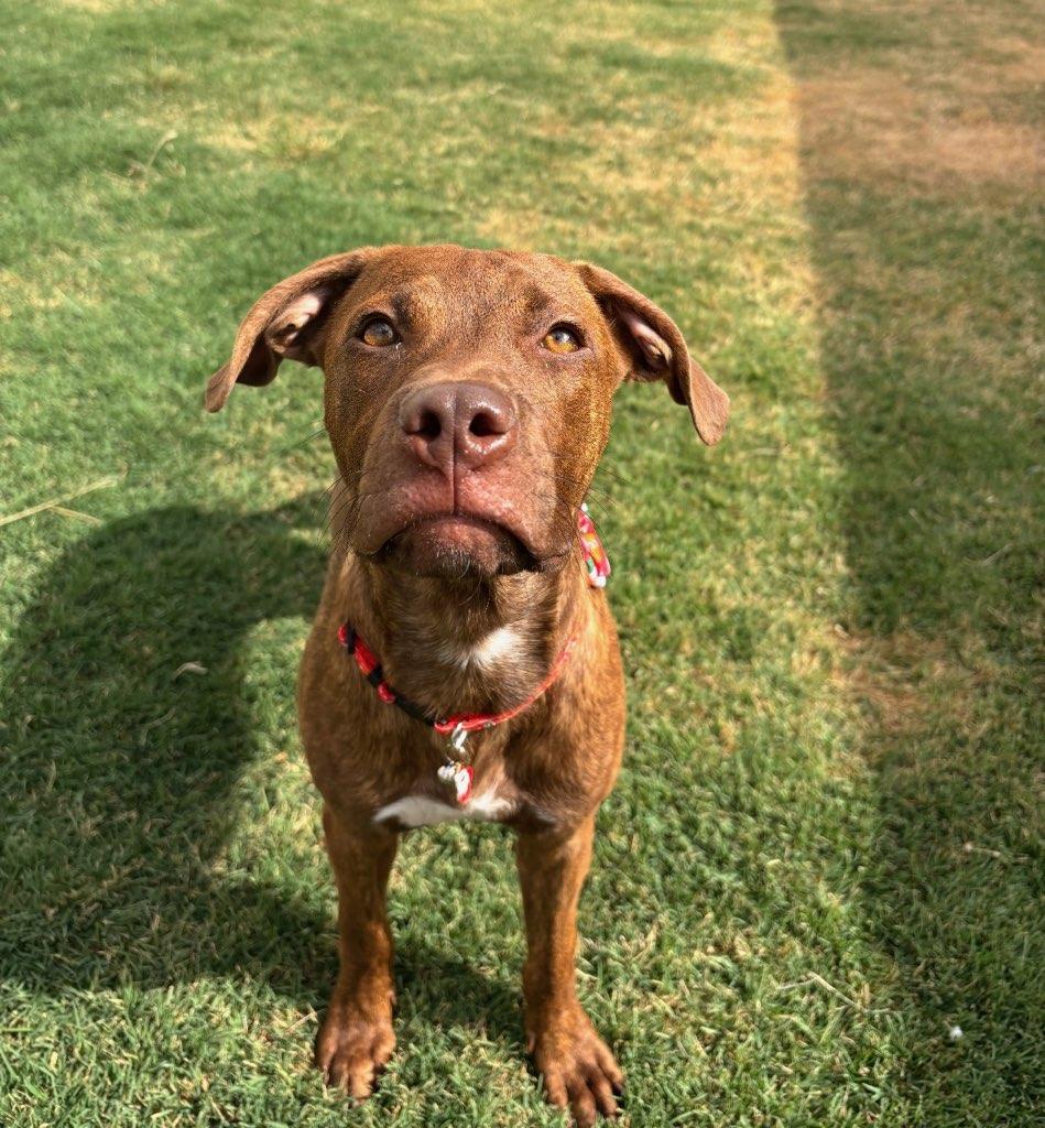 Camp, ADOPTABLE, Young Male Pit Bull Terrier.