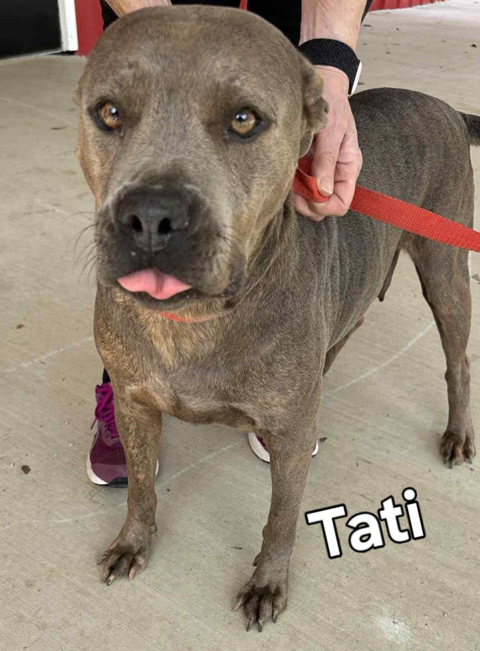 Tati, Adoptable, Adult Female American Bulldog.