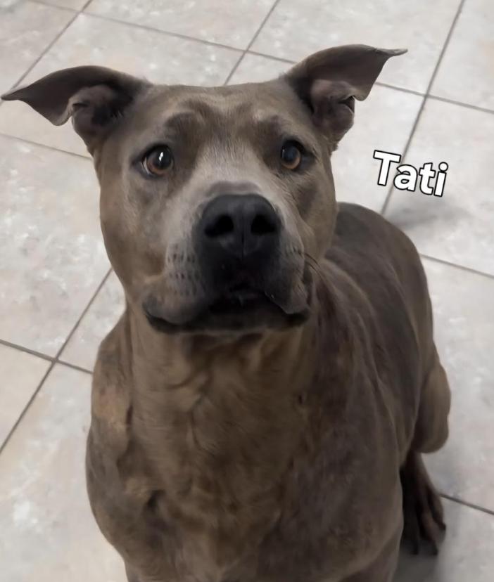 Tati, Adoptable, Adult Female American Bulldog.