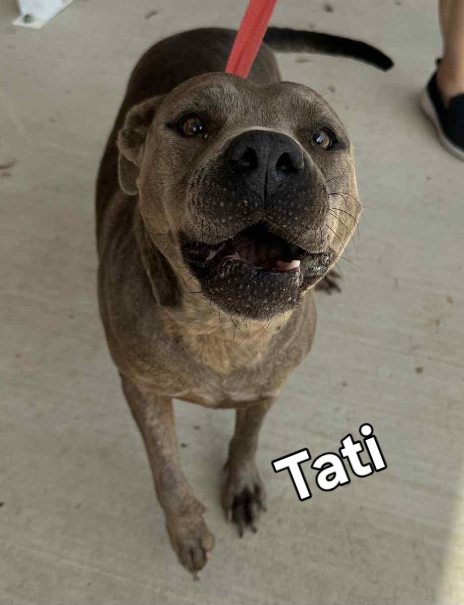 Enlarge Tati, a Adoptable mixed breed in Springhill, LA image 3/3
