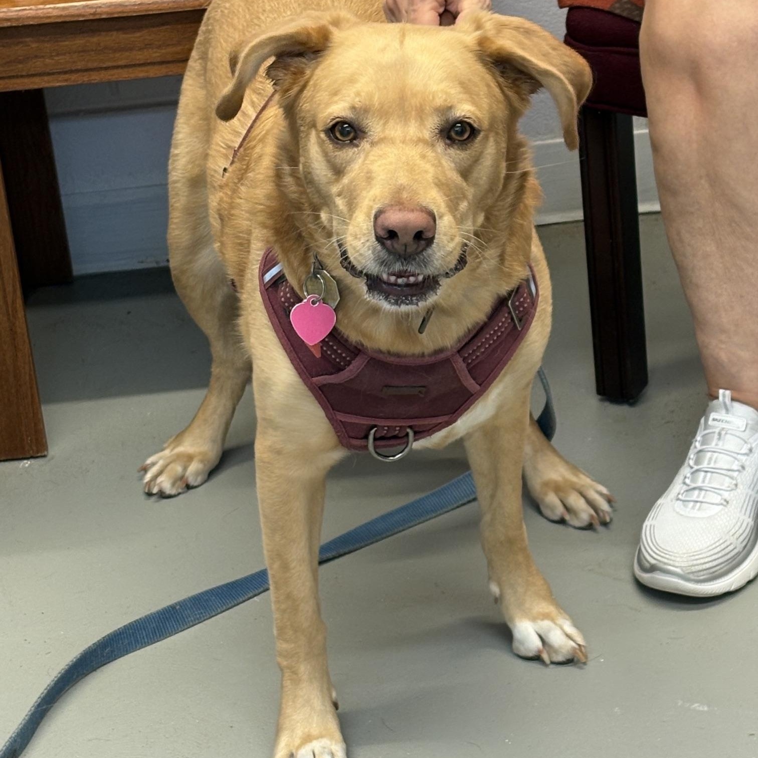 Macy, Adopted, Adult Female Yellow Labrador Retriever.