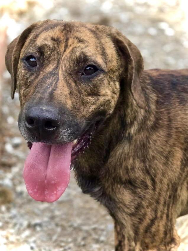 Reece, Adoptable, Young Male Mixed Breed.