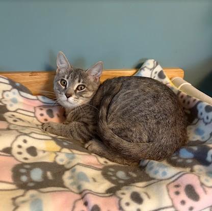 Enlarge Piglet, a Adoptable Domestic Short Hair in Andover, MN image 1/6