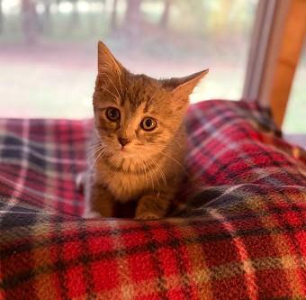 Enlarge Piglet, a Adoptable Domestic Short Hair in Andover, MN image 5/6