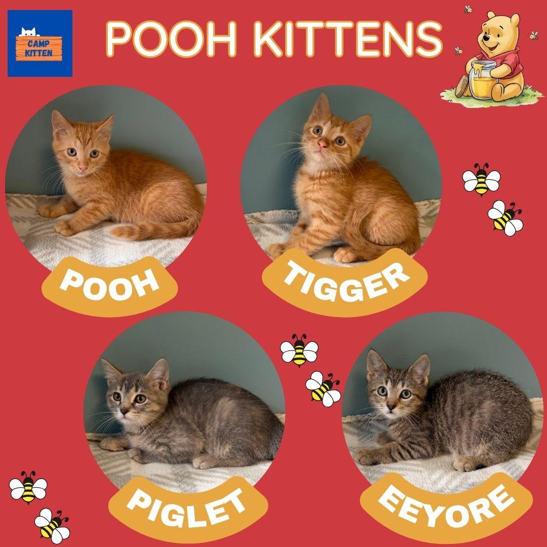 Enlarge Piglet, a Adoptable Domestic Short Hair in Andover, MN image 6/6
