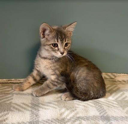 Enlarge Piglet, a Adoptable Domestic Short Hair in Andover, MN image 3/6