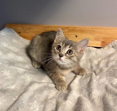Enlarge Piglet, a Adoptable Domestic Short Hair in Andover, MN image 4/6