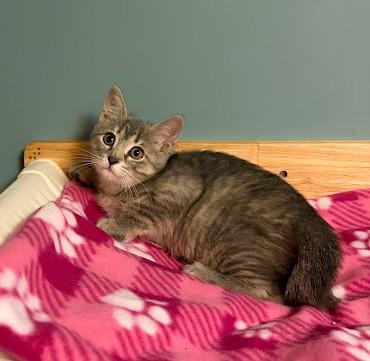 Enlarge Piglet, a Adoptable Domestic Short Hair in Andover, MN image 2/6