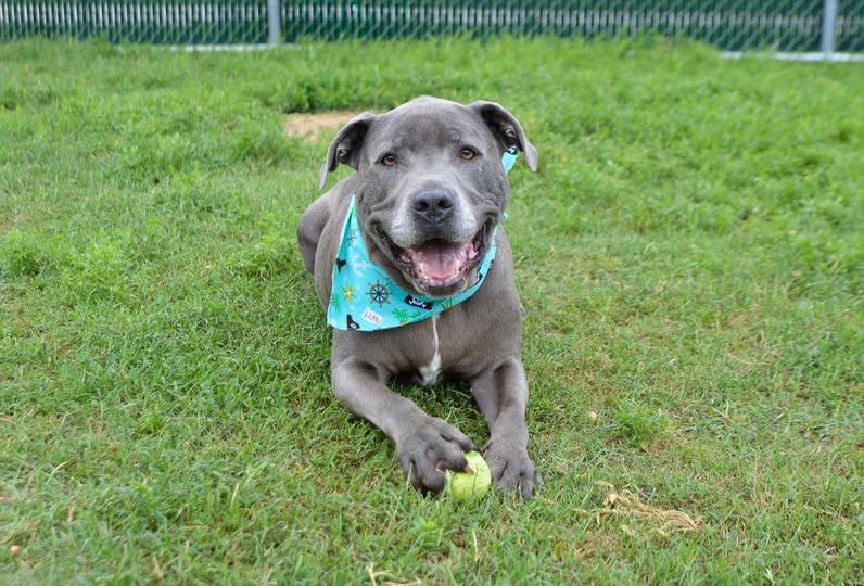 Enlarge Creed, a Adoptable Pit Bull Terrier in McKinney, TX image 1/1