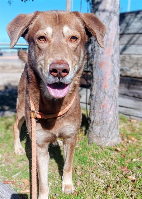 Enlarge SCOTTY, a Adoptable mixed breed in Albuquerque, NM image 1/1