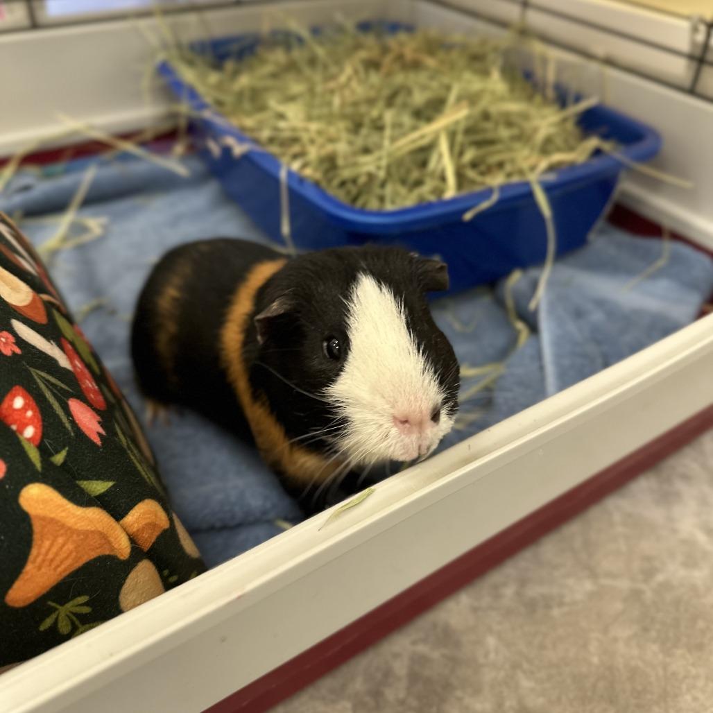 Gnocchi, Adoptable, Adult Male Guinea Pig.