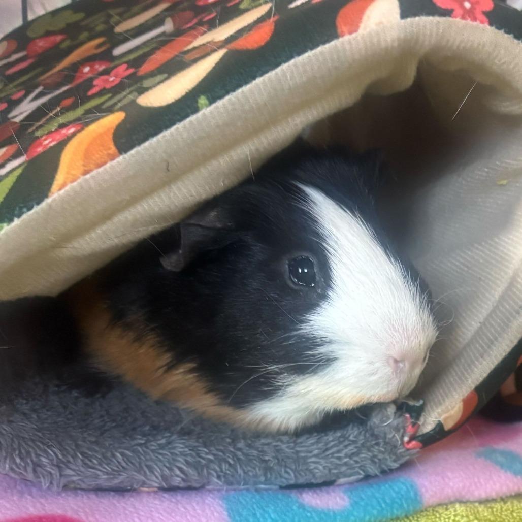 Enlarge Gnocchi, a Adoptable Guinea Pig in Bedford, NH image 2/3