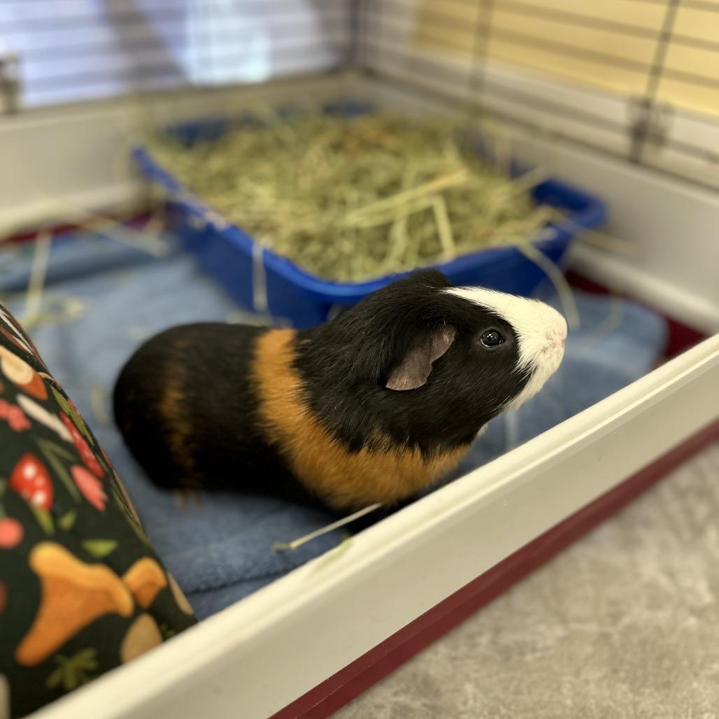 Enlarge Gnocchi, a Adoptable Guinea Pig in Bedford, NH image 3/3