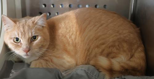 Twig, Adoptable, Adult Male Domestic Short Hair.